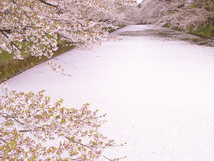 弘前公園の桜