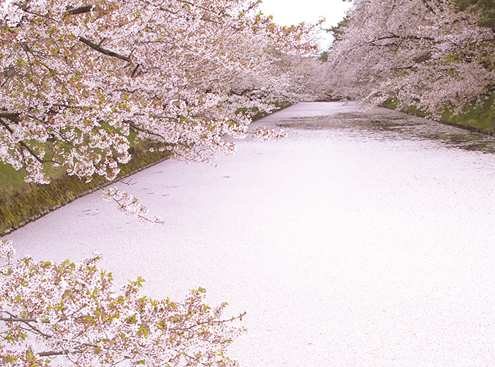 弘前公園の桜